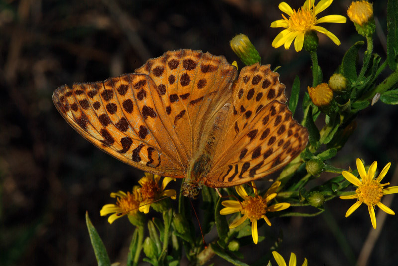 Argynnis paphia